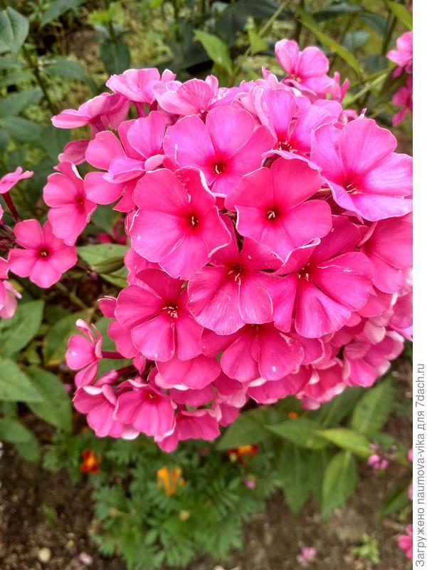 Флокс от Тамары