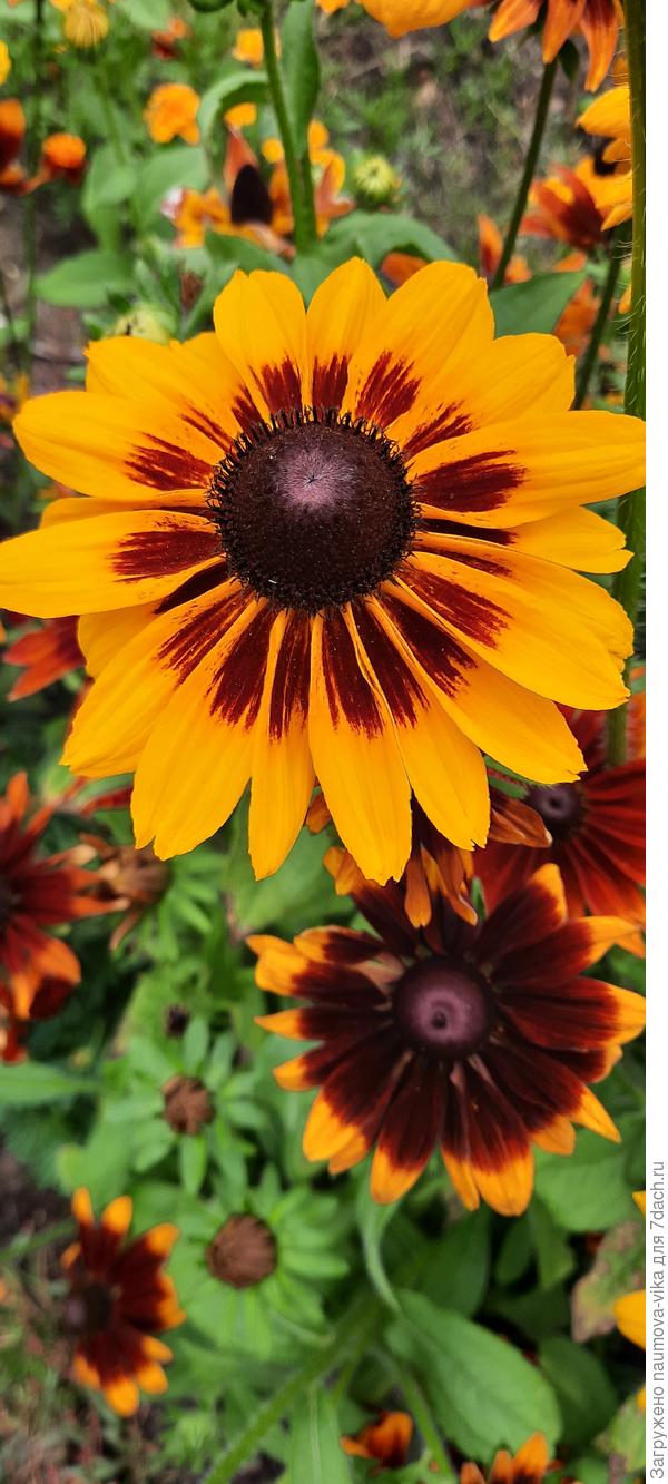 Рудбекия Капучино