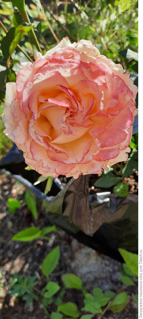 Марина! С днем рождения! Творческих успехов, вдохновения,  любви, радости и прекрасного настроения!