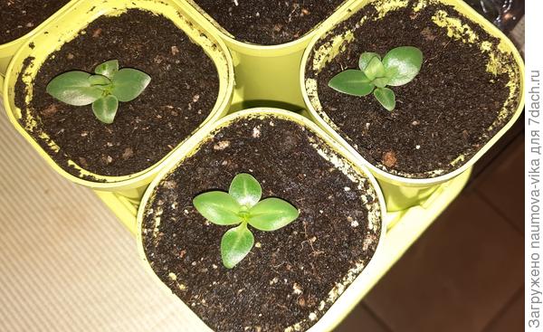 Посев 5 января