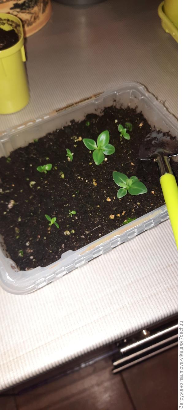 Хотела распикировать только большеньких, в итоге рассадила и малявок, пока у них не такая большая корневая