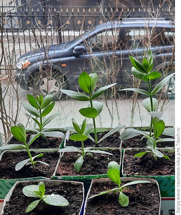 Мои, Голубая дымка, 3 месяца.Пересадила сегодня в домики побольше.