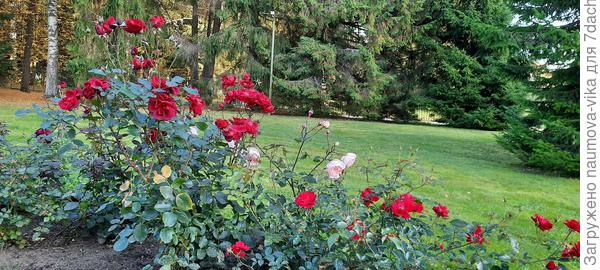 Розарий в павильоне роз Павловского парка :)