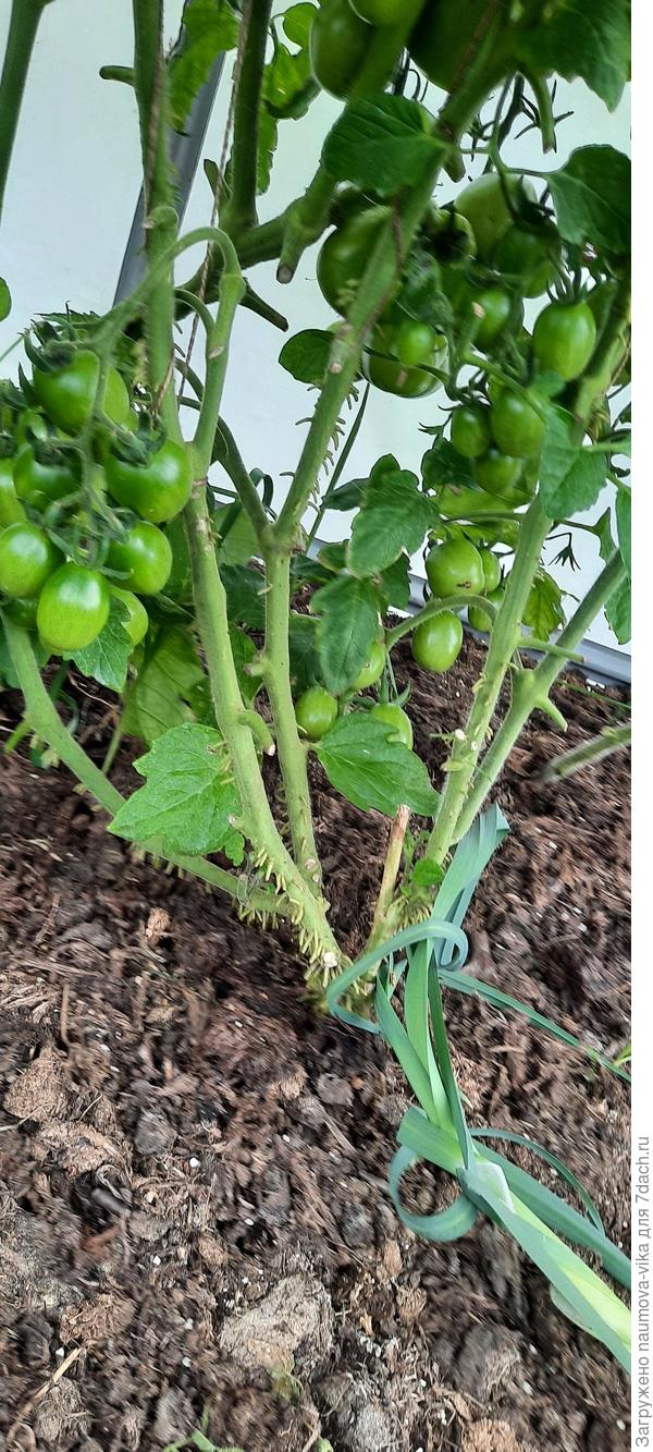 Дал много пасынков, ну и урожай на лицо.