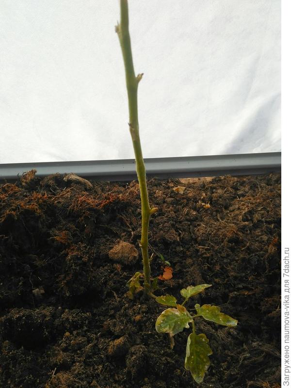 Попал под заморозки, хотела выбросить, но остааила, для интереса