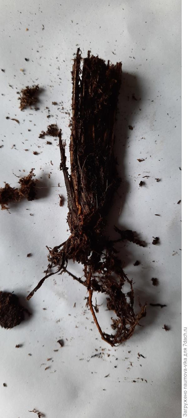 Пенисетум под стать мискантусу, ни одного живого корешка!