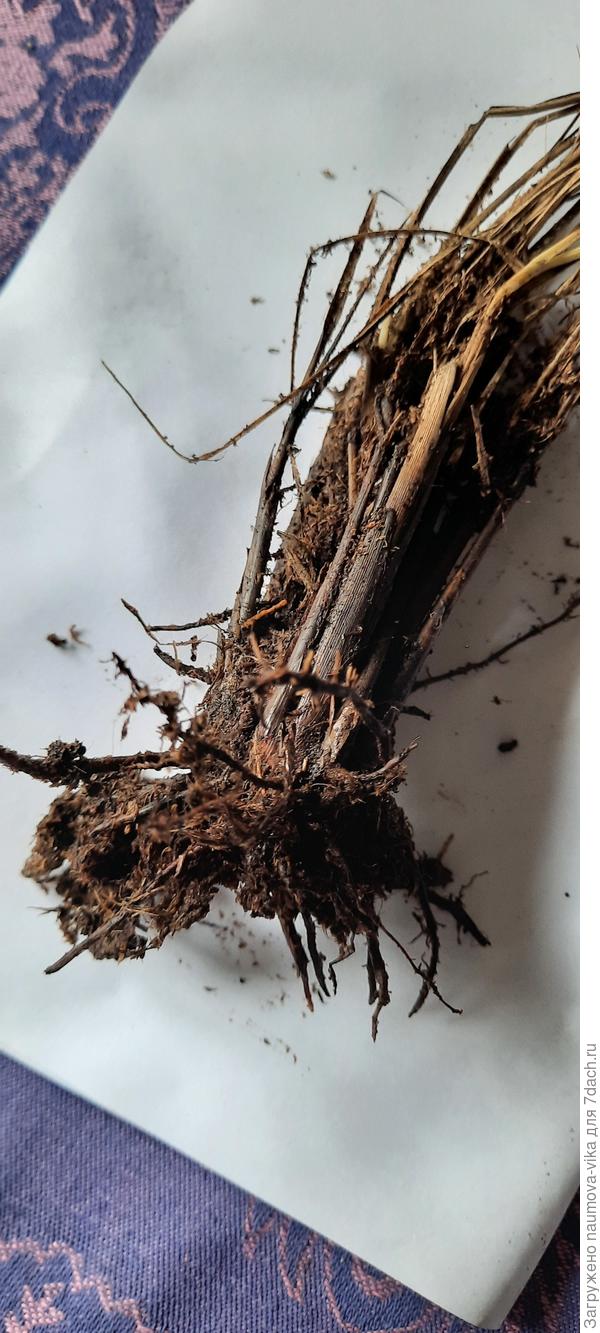 Мискантус, сплошные слёзы