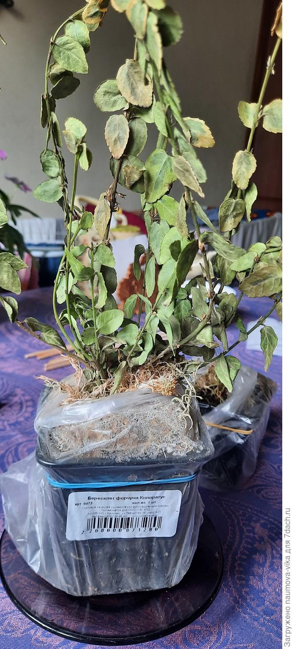 Бересклет форчуна засохший совсем