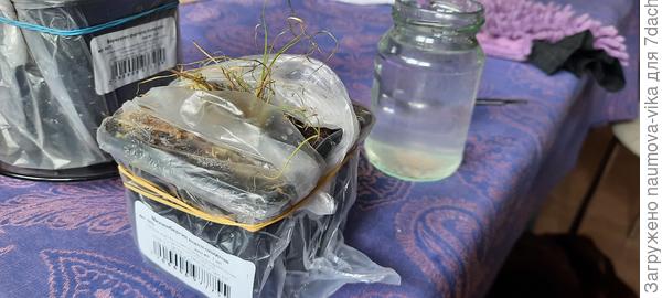 Мюленбергия с одной зеленой волосинкой, мне кажется не жилец