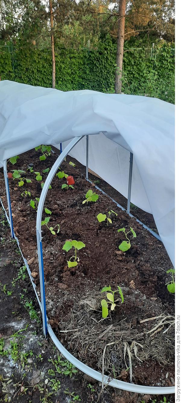 Целый парник этого добра :)