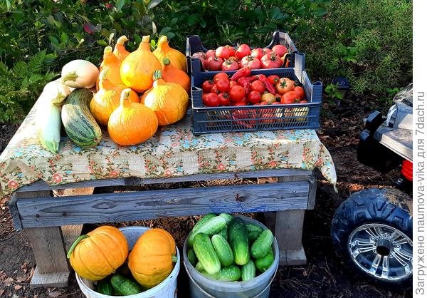 22 градуса, совсем не жарко - ХОРОШО:) собираем урожай
