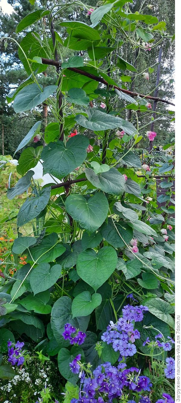 Ипомея Шантеклер