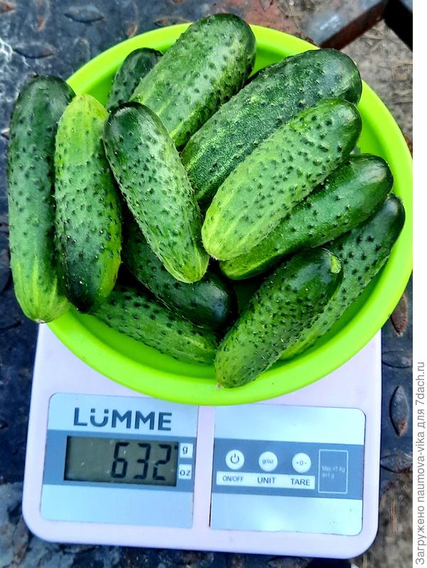 Огурец Курносик 06.07.2021