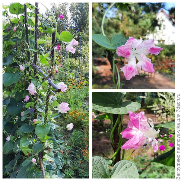 Ипомея Шантеклер