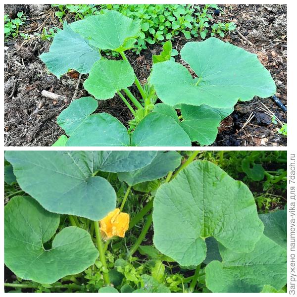 Японская принцесса