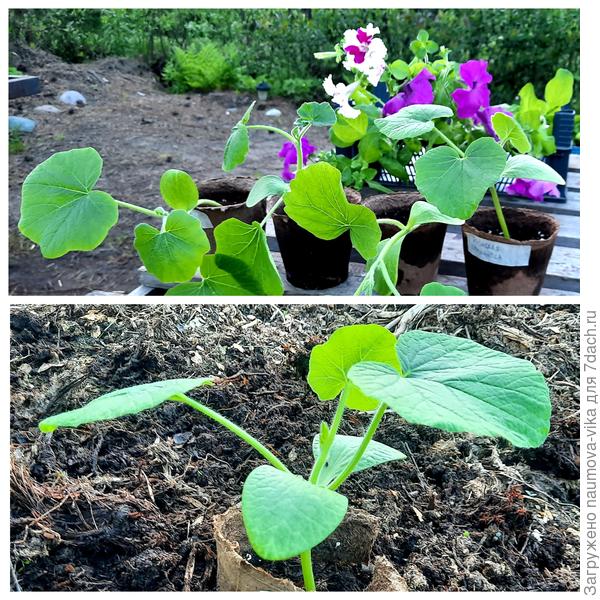 Японская принцесса