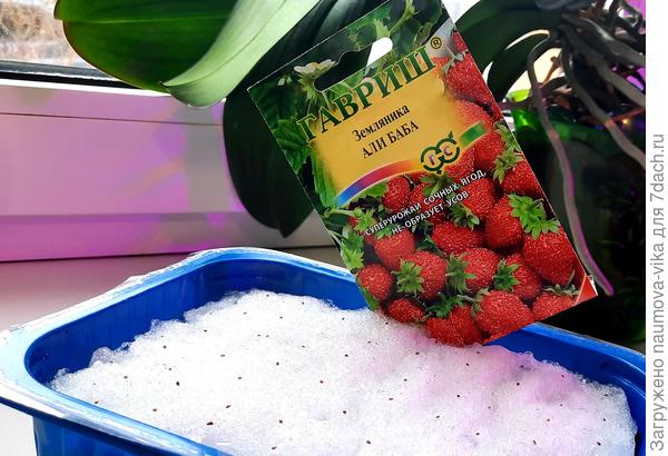 Посеяла сегодня по снегу, семена предварительно замочила в Ростобионе.