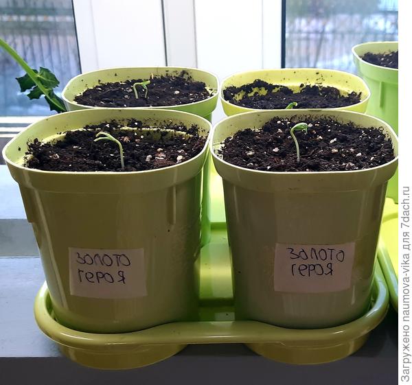 29 марта, всходы перца Золото героя.