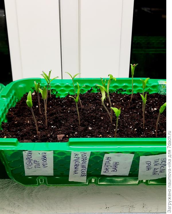 Всходы томатов 01.04.2022