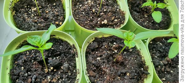 15.04.2022 Золото героя