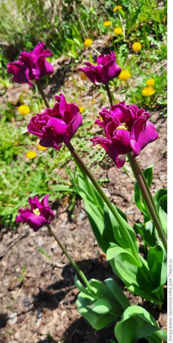 Краун оф негрита