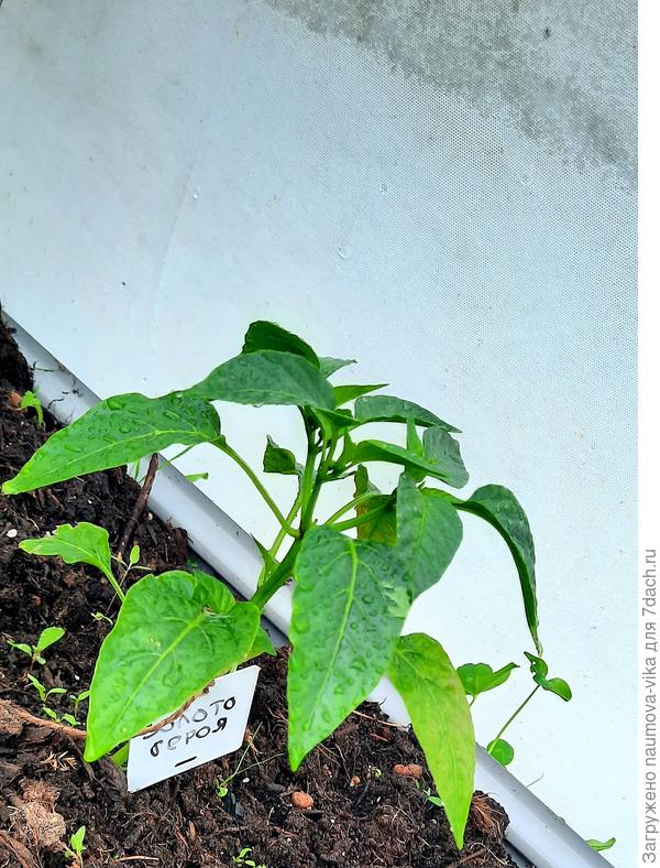 14.06.2022 Золото героя