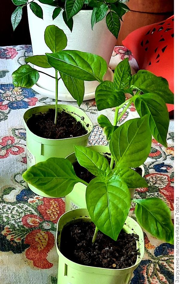 Золото героя 07.05.2022