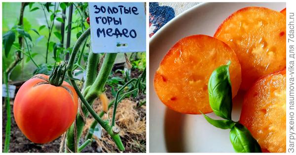 Вкуснее томата мы ещё не пробовали