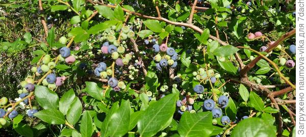 Куст голубики сорта Патриот, растет у меня 5 лет, в высоту около метра. Посмотрите на фото, справа хорошо заметны возрастные изменения на ветках.