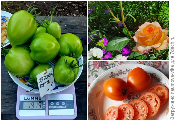 Янтарный купол, сбор 10.09.2022