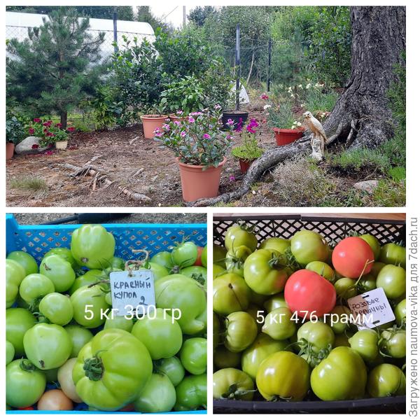 Красный купол и Розовые вершины, сбор 10.09.2022