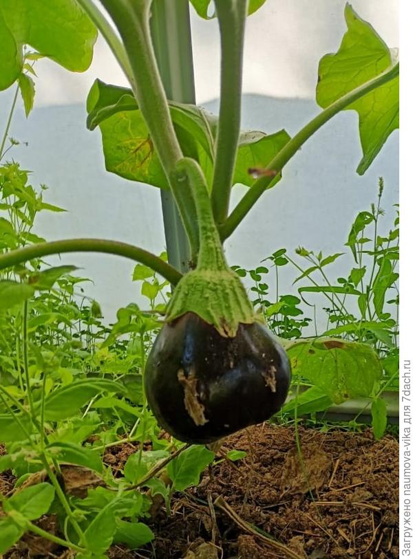 Баклажан Мулат f1