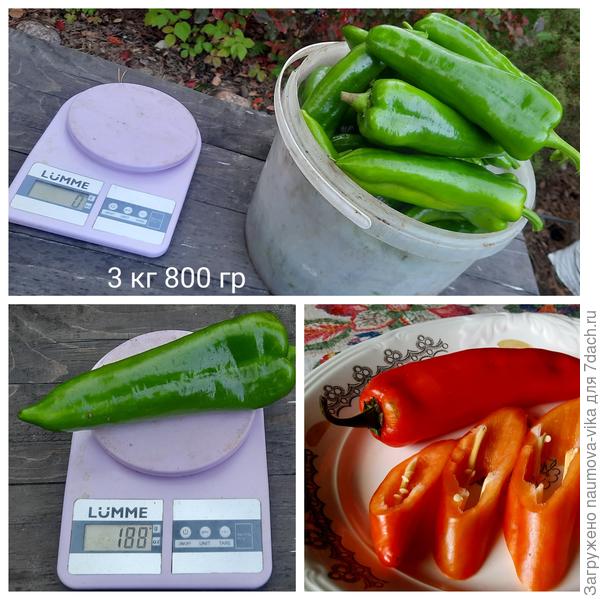 Испанский сладкий