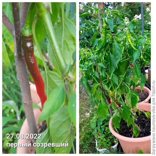 Перец Кайенский