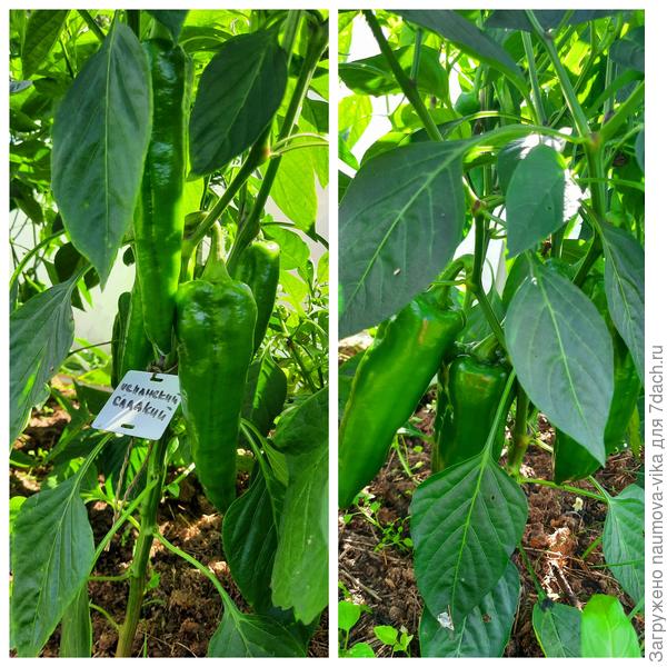 Перец Испанский сладкий 15.08.2022