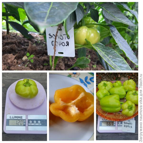 Золото героя