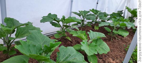 Баклажан Мулат f1