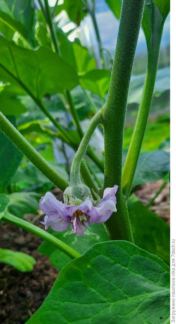 Баклажан Мулат f1