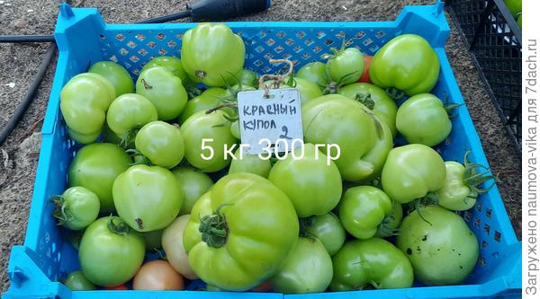 Красный купол f1