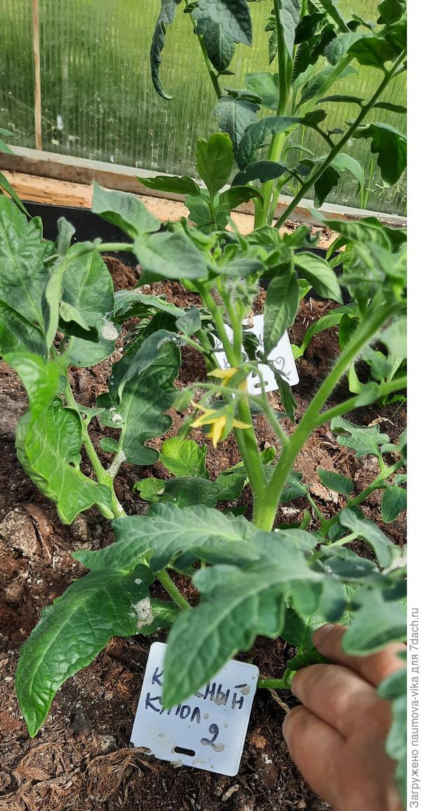 Красный купол f1