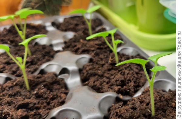 Посев пеларгош 14.02.2023