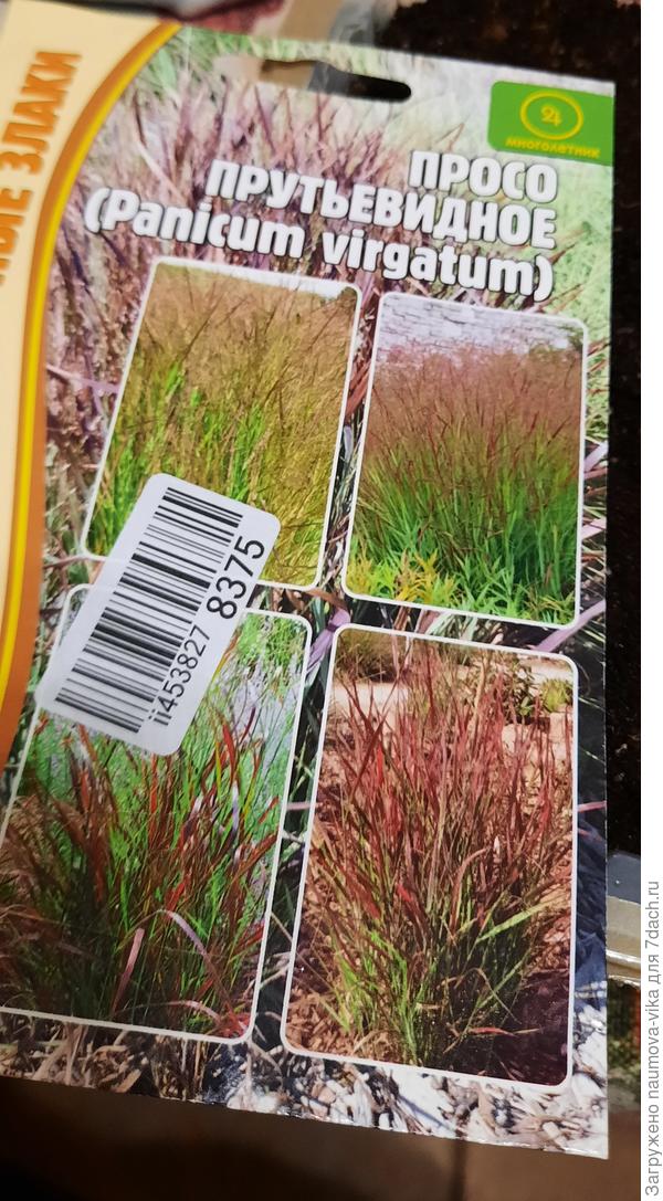 Может такое? Это семена, которые я купила, посеяла вчера