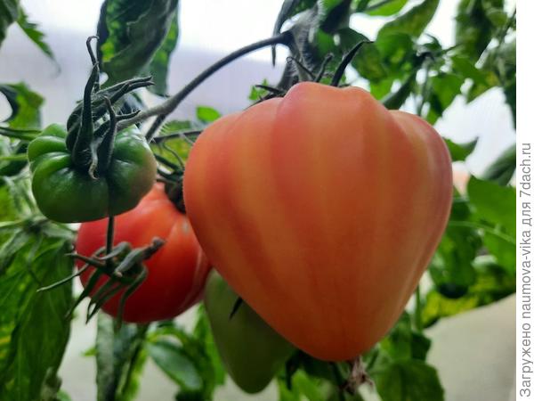 Золотые горы Медео