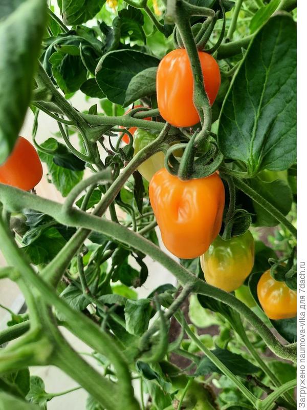 Клубничка оранжевая