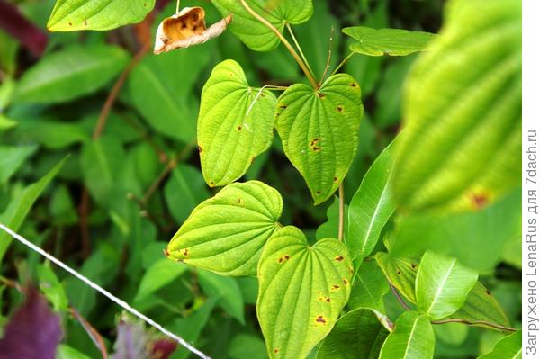 Неизвестная крымская лиана