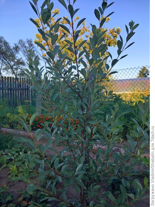 неделю назад