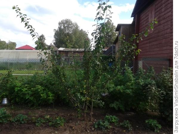 В год первого урожая