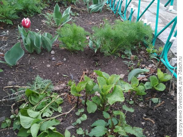 Не знаю, что растет..)