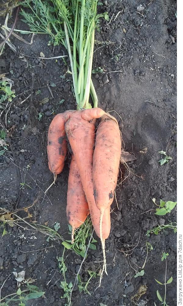 вот такая морковка!