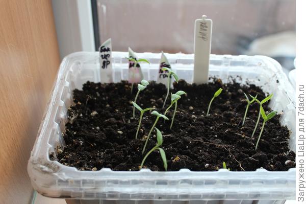 8 марта(баклажаны)